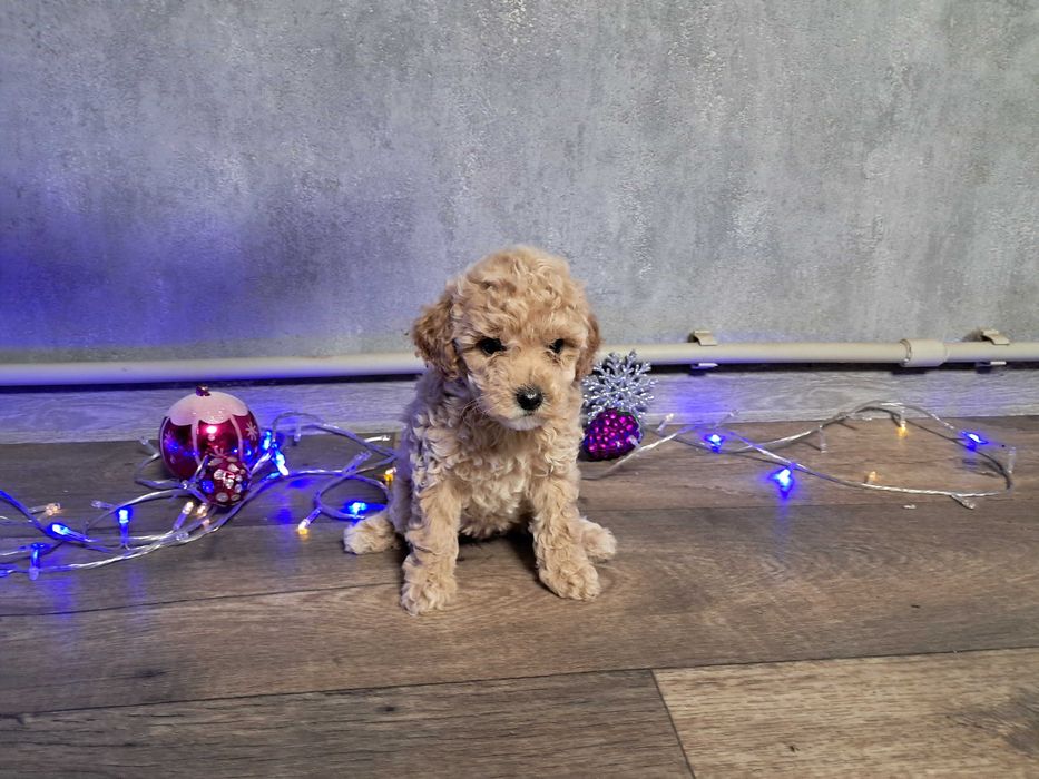 Продам міні мальтипу F1