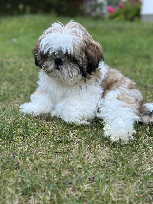 Szczeniak Shih tzu z rodowodem -ZAREZERWOWANY