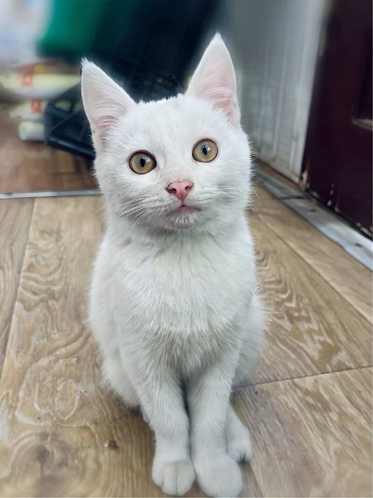 Глухе кошеня 7 місяців