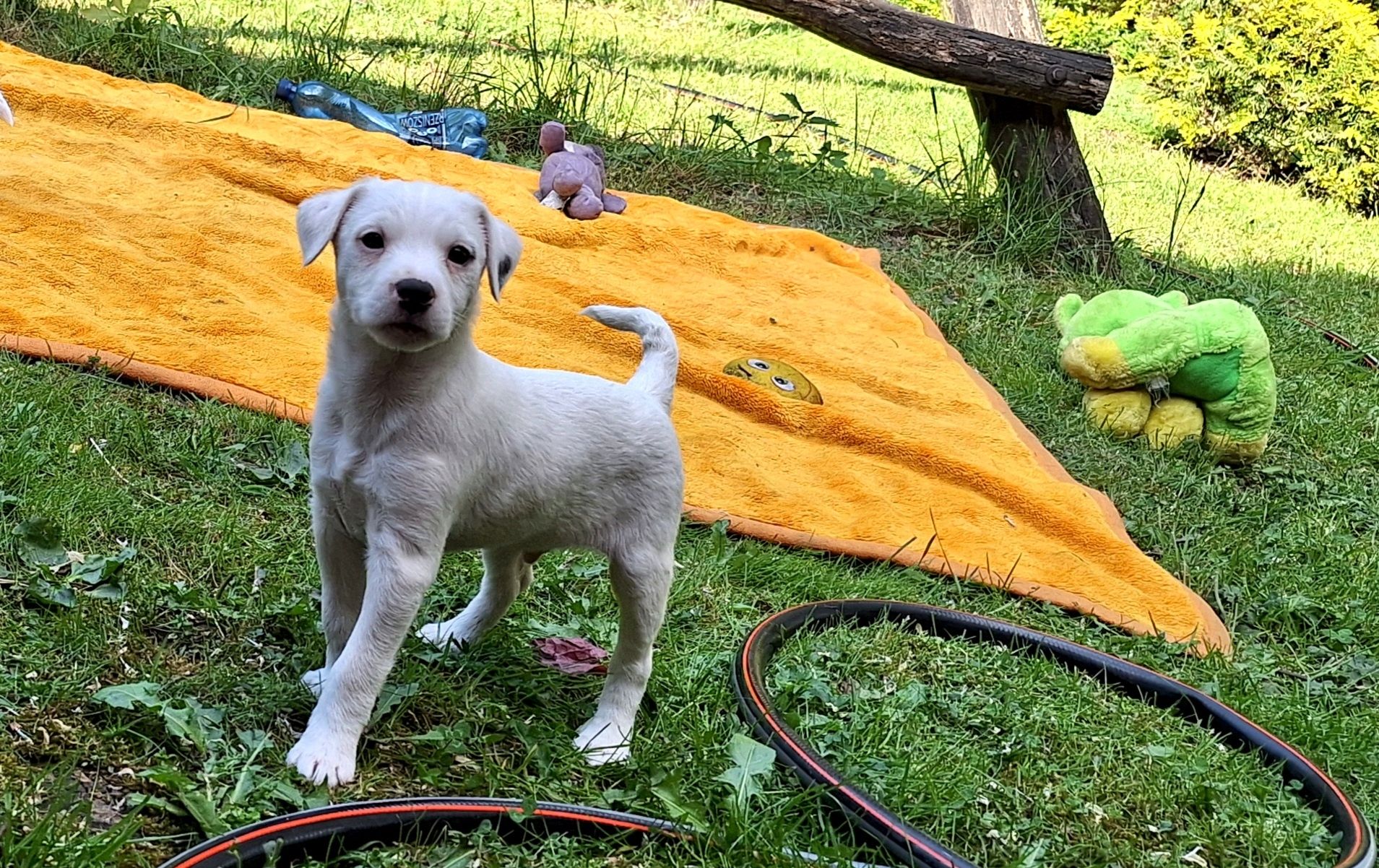 Parson Russell Terrier ZKwP