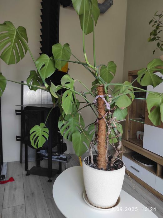 Монстера деликатесная