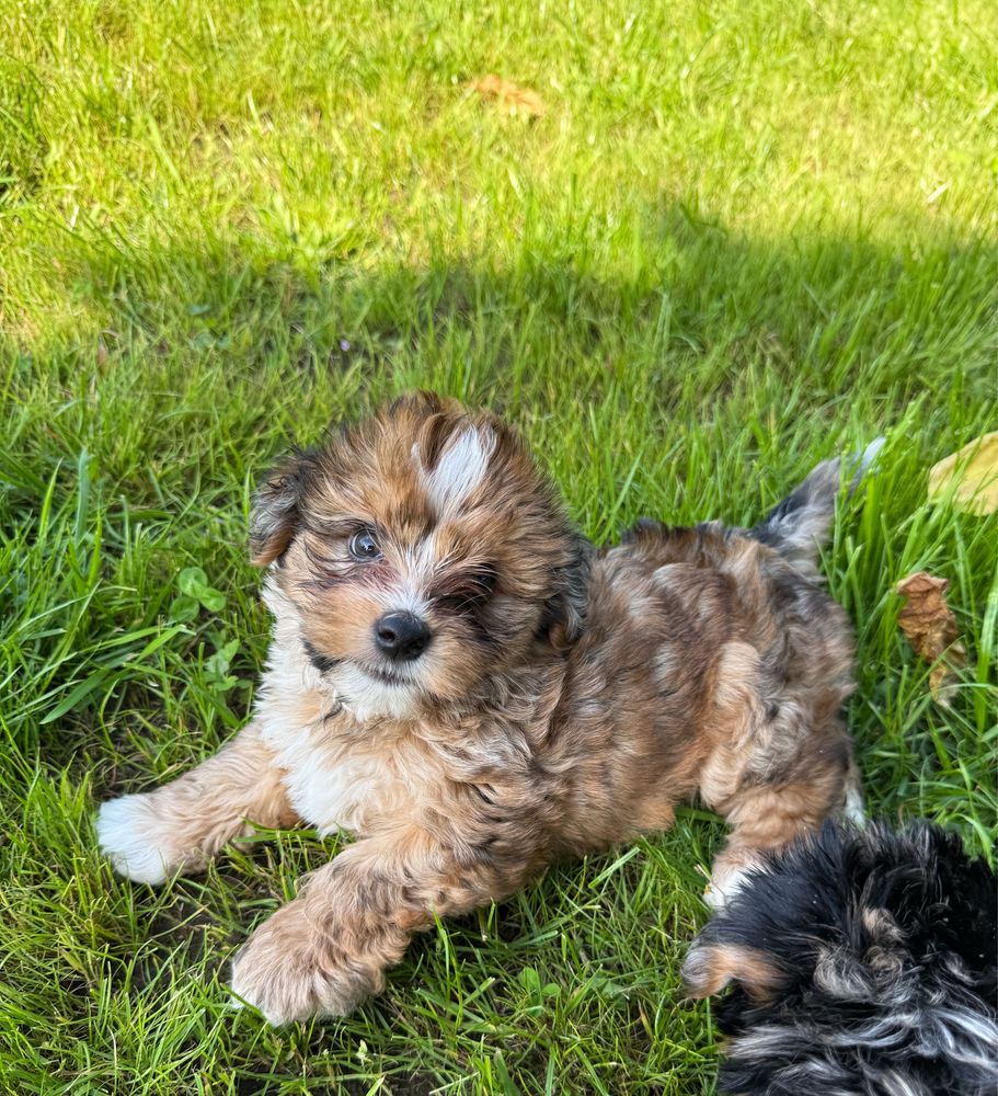 Piękny piesek Red Merle Yorkshire Terrier