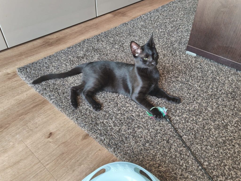 Gatinha para adopção