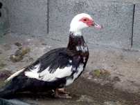 Casal de patos mudos