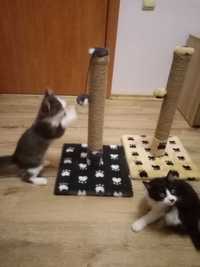 Когтеточки Домики и сменные столбики разных размеров для котов и кошек