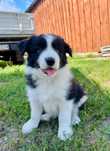 Border Collie FCI/ZKWP