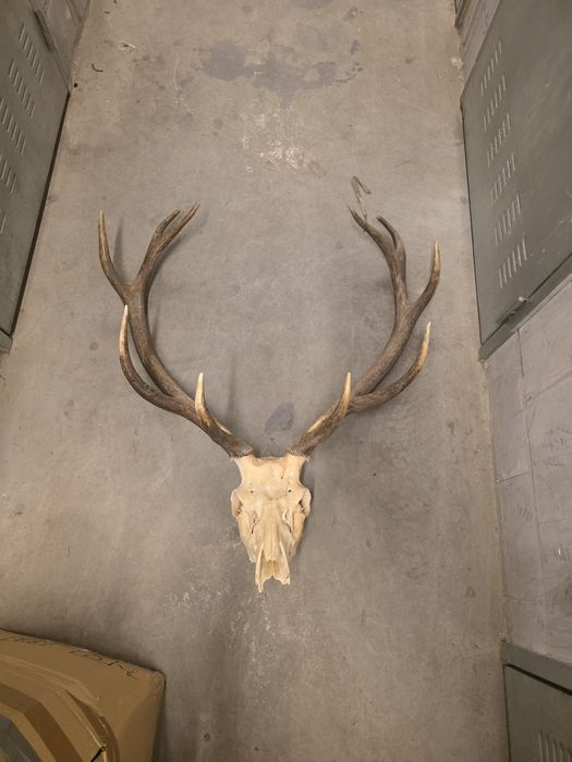 OKAZJA! Zestaw 5 poroży (Jeleń/Łoś) – Warszawa Bemowo