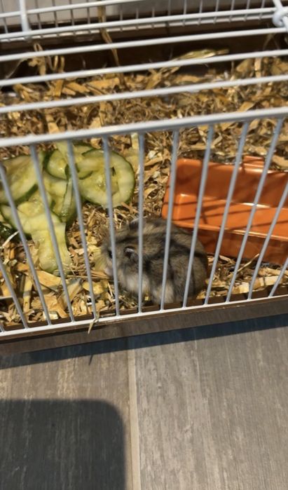 hamster bebe domestico