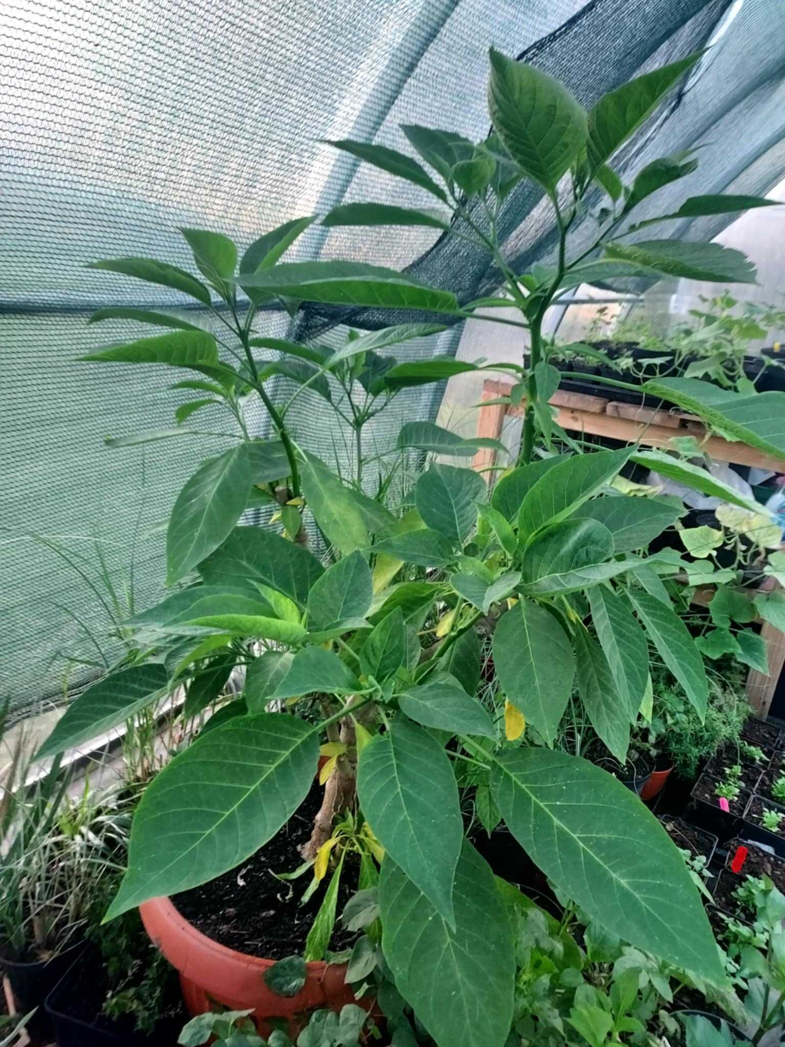 Datura duża sadzonka