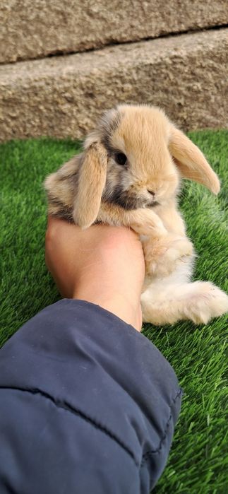 Coelho anão mini lop belier