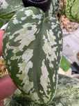 Scindapsus Tricolor Silver Mutation