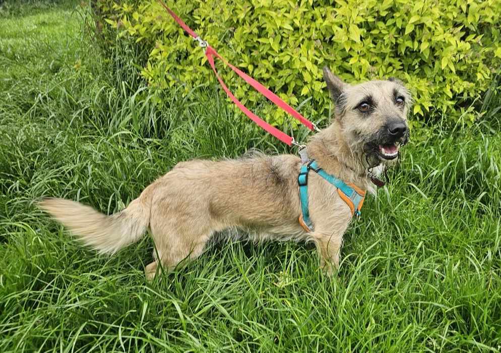 Malutka 6kg sunia szuka domu