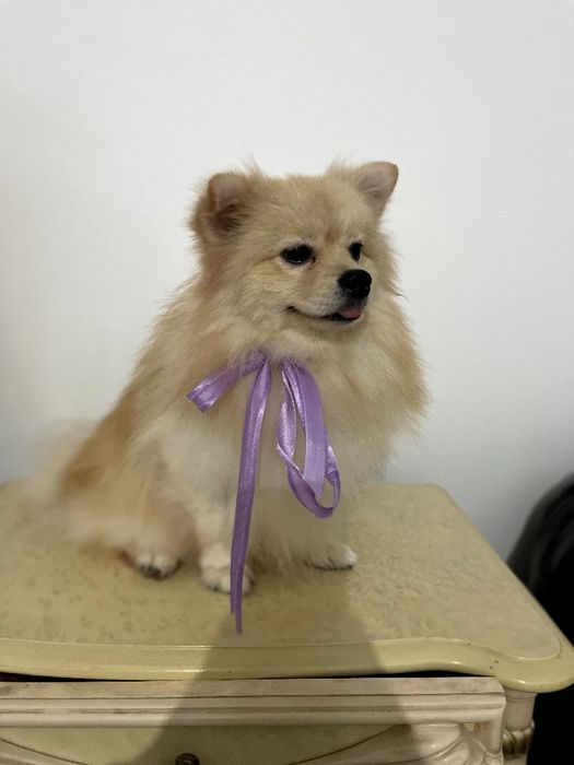 Обіймай і не відпускай  чарівні Померанські шпіци тут!