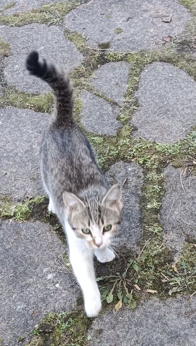 Oddam kotkę w dobre ręce