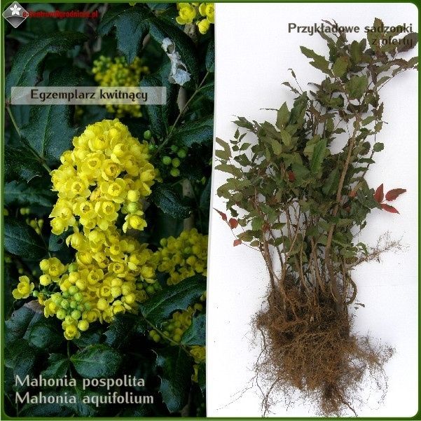 Mahonia pospolita - sadzonki 35-50 cm - Wysyłamy kurierem