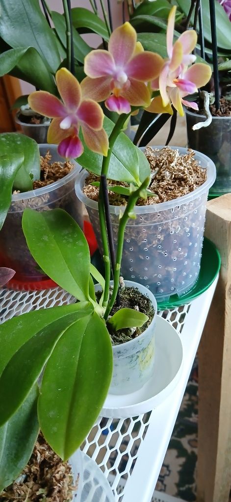 Phalaenopsis Aromio Spring (Morning Breeze).