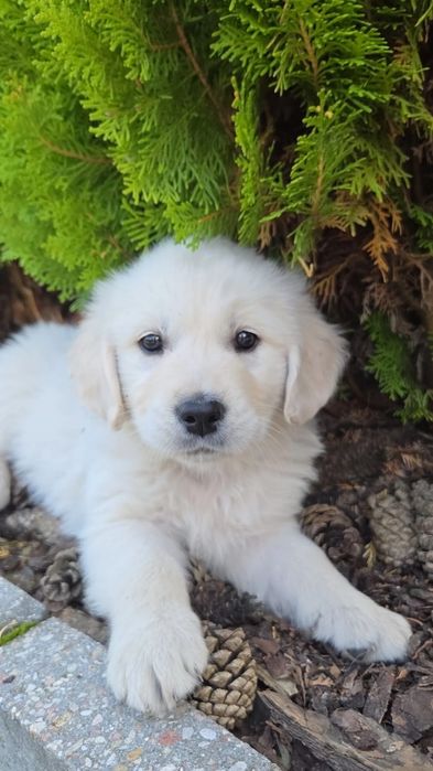 Golden Retriever Piesek
