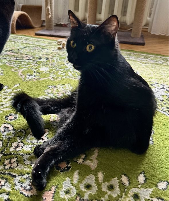 Врятована трьохлапа суперкиця :)