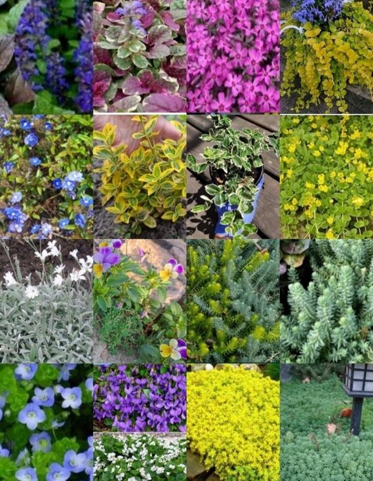 Котовник , шалфей ,, перовски,,акебия лапчатка , флокс глициния розы