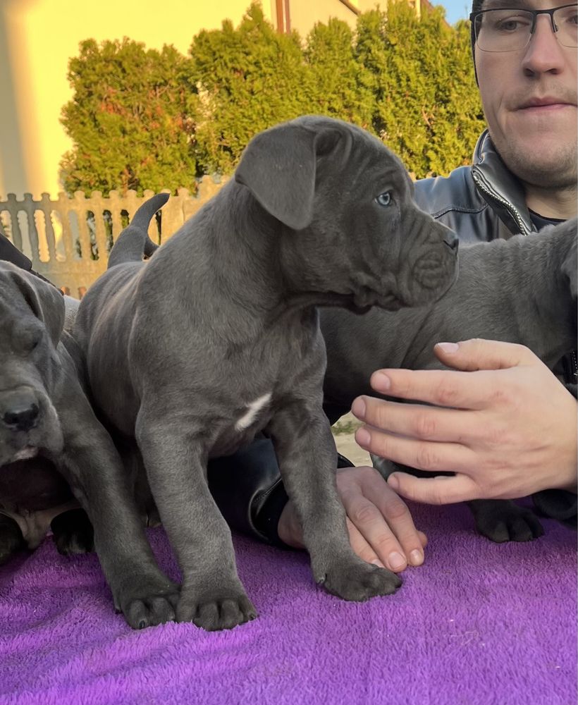 Cane Corso mocny pies