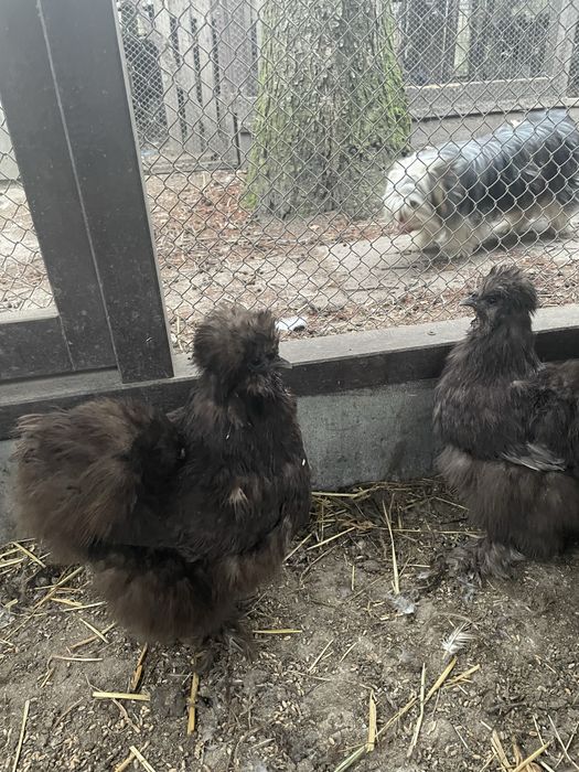 Koguty silki jedwabiste Typ USA 2024 r kolor bialy, lawendowy, niebies