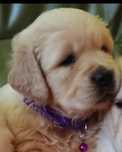 Golden Retriever ZkwP