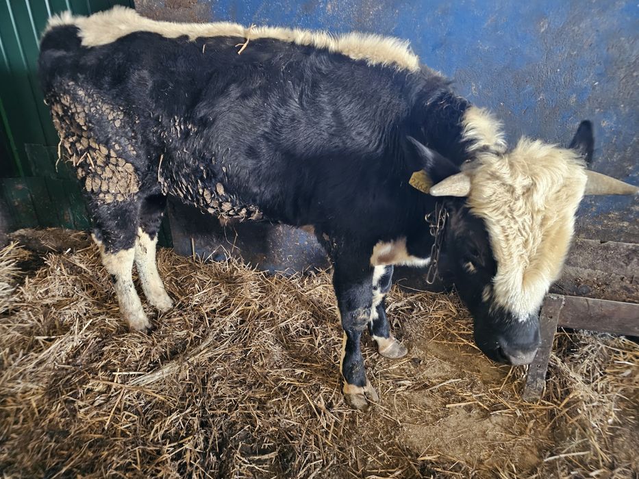 Sprzedam 2 byki roczne białogrzbiety