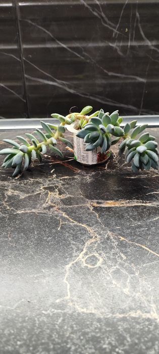 Антуріум, сукуленти, кактуси, драцена, алоє Флораріум Луцьк