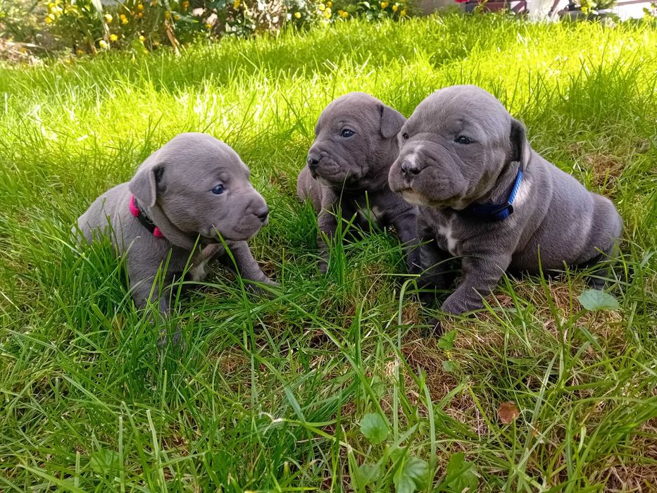 American Staffordshire Terrier
