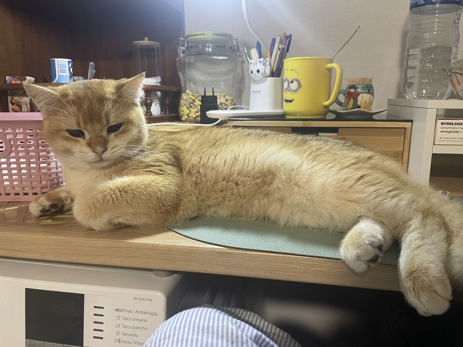 Scottish Straight - Golden