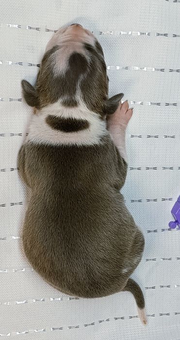 Сіра дівчинка АСТ вільна для резерву,КСУ,розплідник.