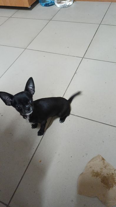 Маленькая девочка чихуахуа мини сделано все прививки ветпаспорт