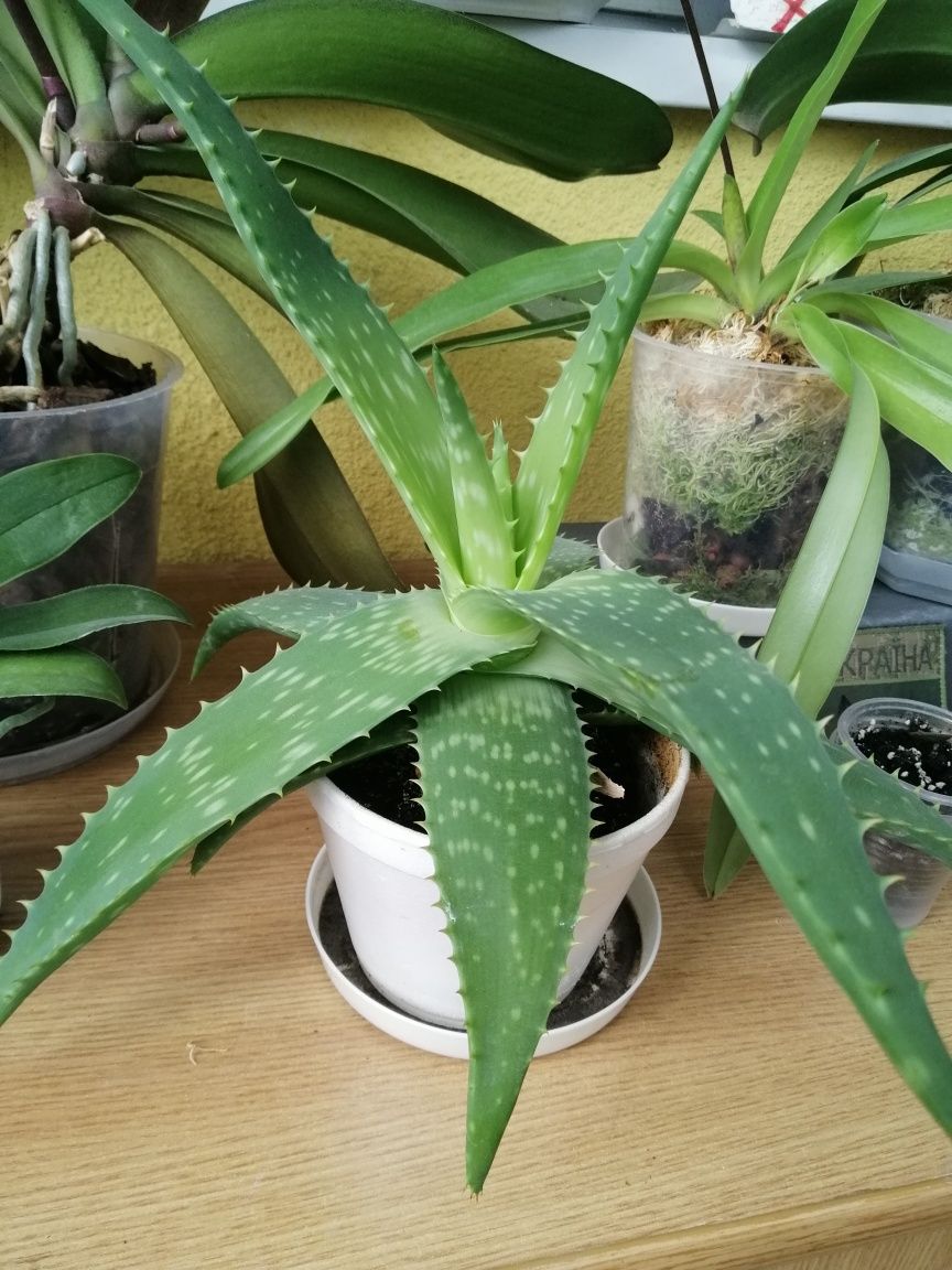 Алое мильний Aloe Saponaria , може квітнути