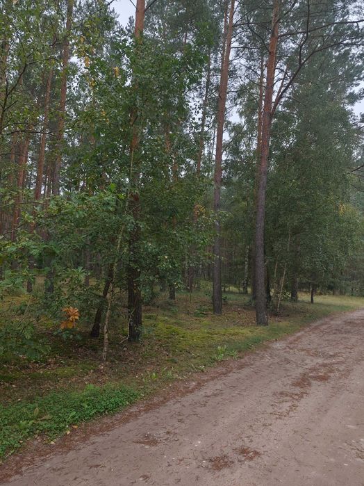Sprzedam działkę leśną