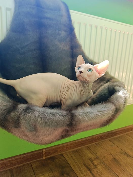 Канадський сфінкс  хлопчик
