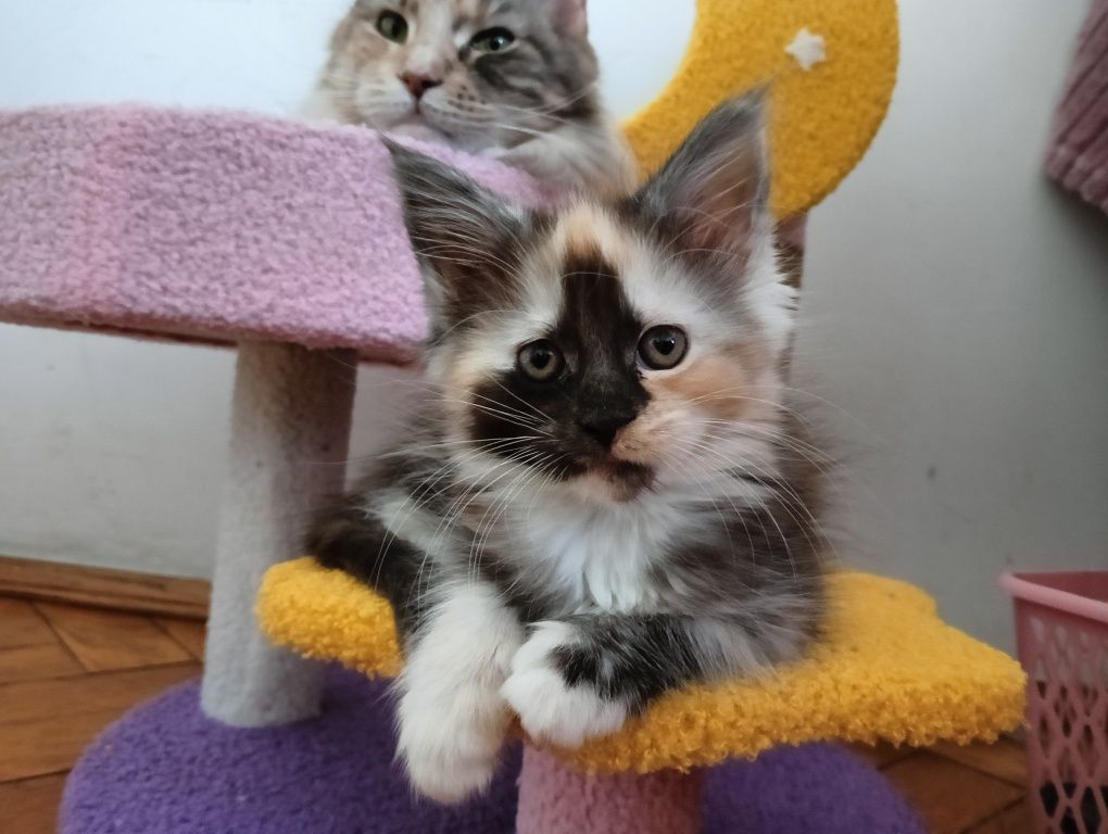 Maine coon przepiękna dymna szylkretka do hodowli FPL