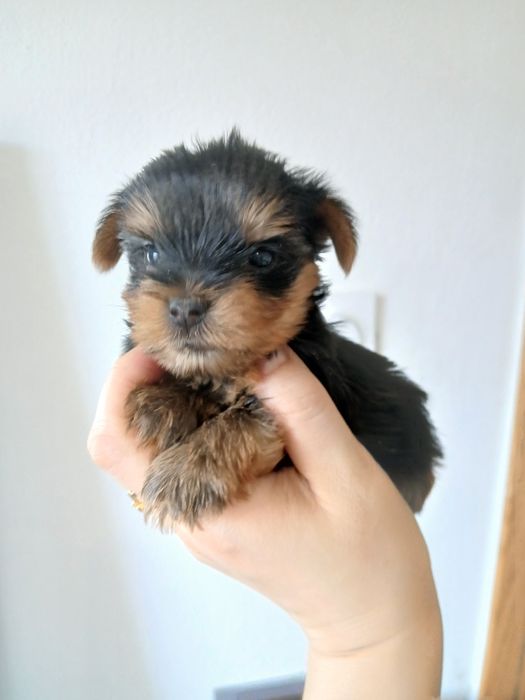 Yorkshire terrier macho mini