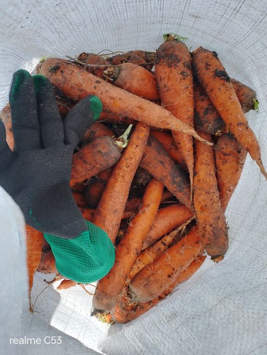 Морква мілка, крупна с.Чаплинка.
