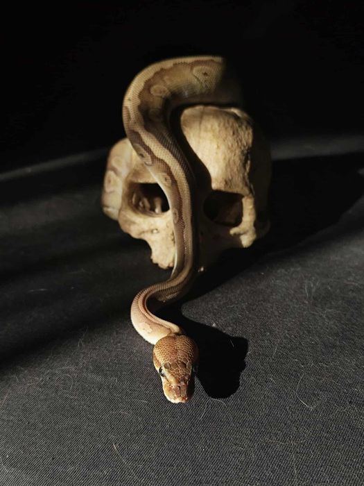 Wąż zbożowy samiczka