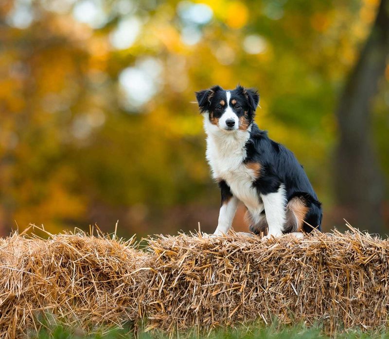 Miniaturowy Amerykański  Owczarek (miniatura Australijczyka)