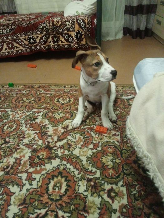 Продам Стафика срочно