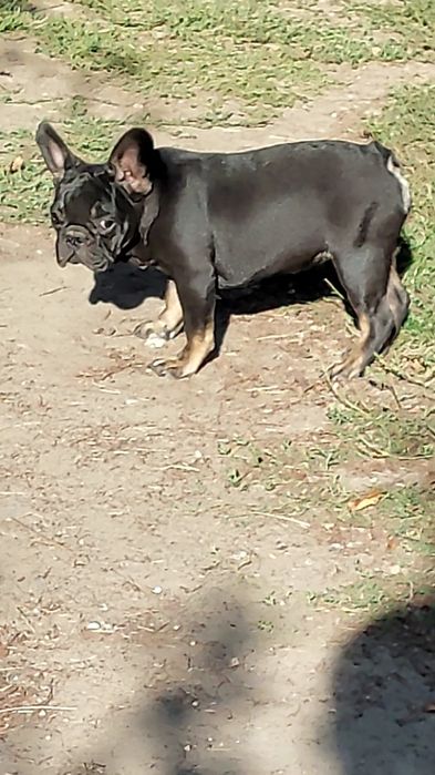 Дівчинка французький бульдог.