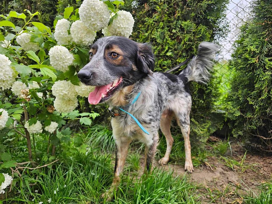 Nieduży, młody psiak o pięknym umaszczeniu do adopcji - Rezner