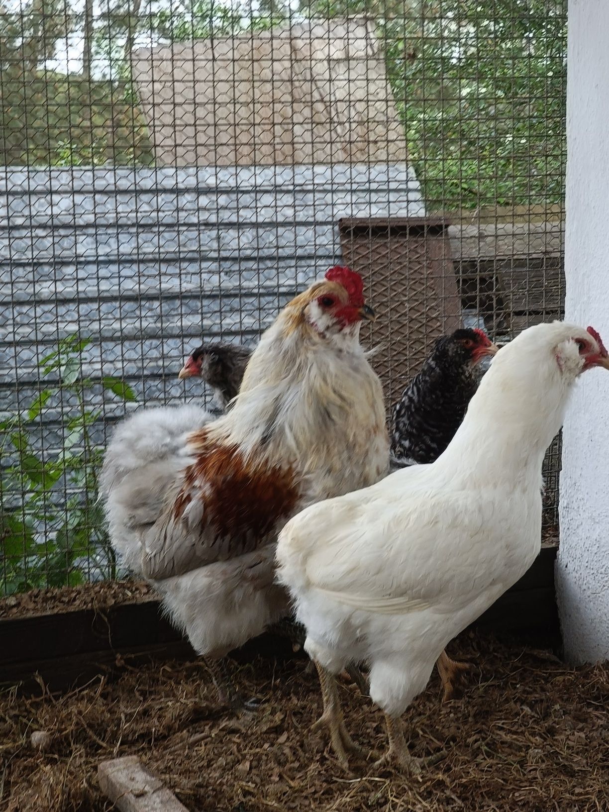 OVOS Ayam ketawa, Andaluza, Araucana, Maran, Paduana camurça