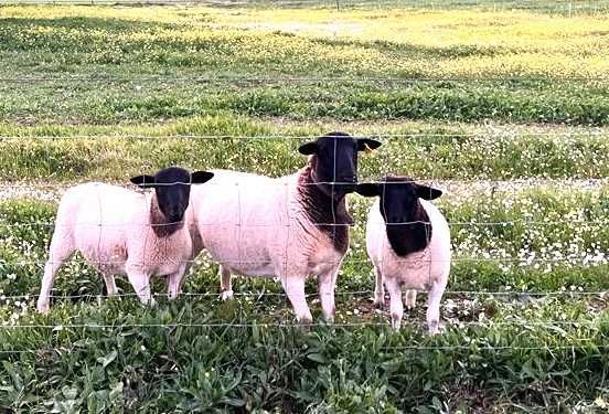 Raça Dorper: Vendemos  Borregos machos e femêas