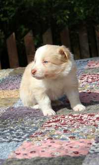 szczeniaki Border Collie FCI/ZKwP