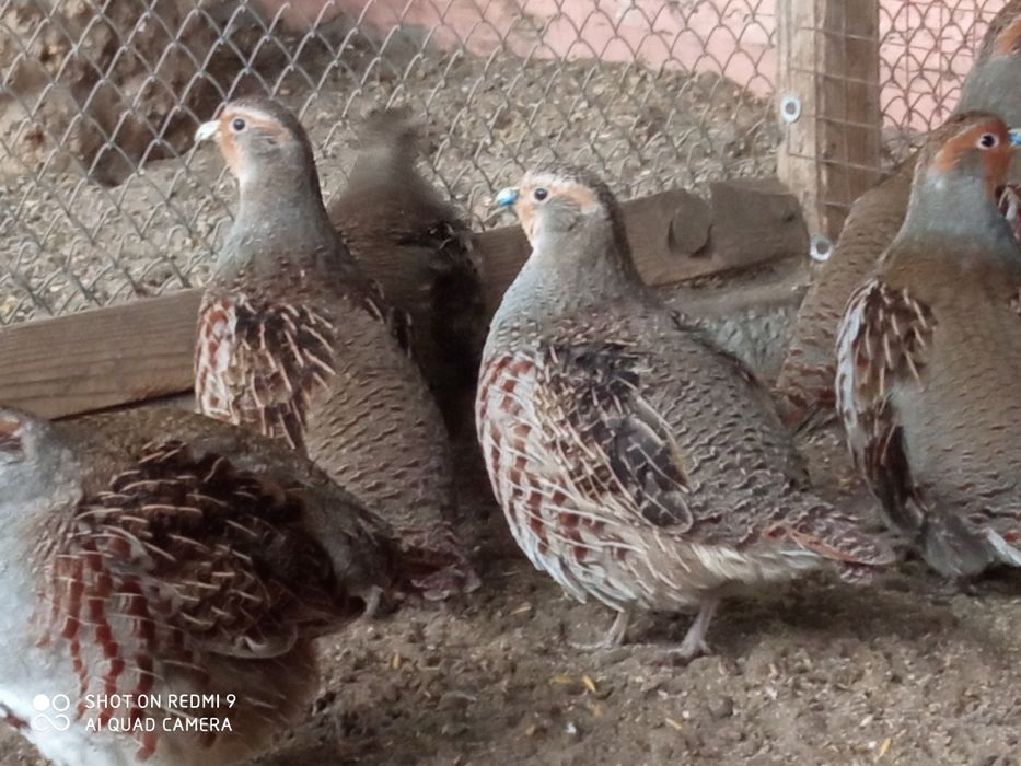 Сірі куріпки (виведенні в 2024-25 році)