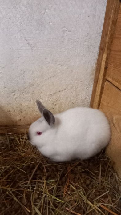 Samiec kc kalifornijski czarny