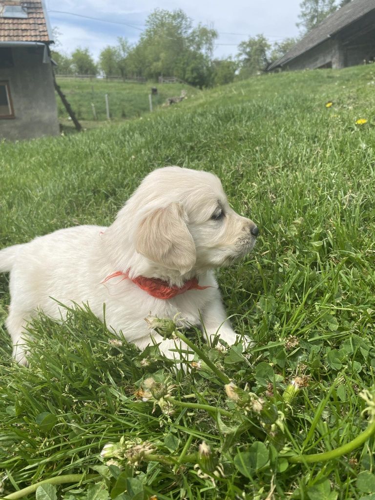 Golden Retriever