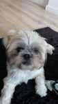 Oddam Pieski Shih tzu